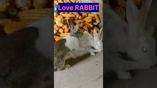 rabbit lover 💝🐇shorts rabbit tending cute funny cutebaby viralshorts cute vlog baby short [upl. by Leummas]