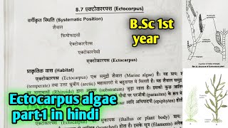 Ectocarpus algae In hindi  BSc first year botany 1st semester Microbiology and plant pathology [upl. by Herby]