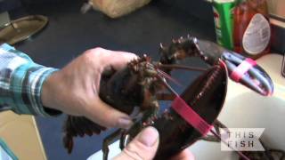 How to choose a quality lobster with fisherman Hubert Saulnier [upl. by Maitund]