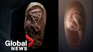 Perfectlypreserved dinosaur embryo found inside fossilized egg in China [upl. by Nilyam]