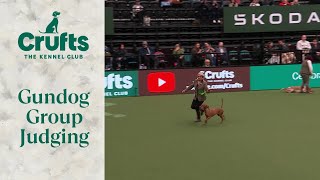 Gundog Group Judging  Crufts 2024 [upl. by Llerryt]