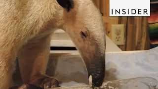 How Anteaters Eat [upl. by Johnnie]