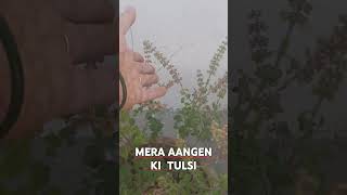 Tulsi Maiya Jab Hamare Angan mein lahrati hai Ghar khushiyon se Bhar jata hai [upl. by Inalan26]