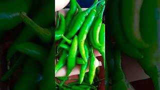 Agar mirchchilly ke poudhe me jyada mirch pana chahte hai toh ye khad jarur daleyshortvideo 🌿🌶🌶😯👌😊 [upl. by Ahsekan]