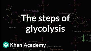 Steps of glycolysis  Cellular respiration  Biology  Khan Academy [upl. by Youngman757]