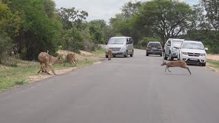 Gazelle runs towards a Pride of Lions [upl. by Onailimixam]