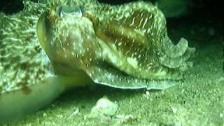 Cuttlefish eating a live fish [upl. by Vange]