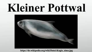 Kleiner Pottwal [upl. by Hpsoj]