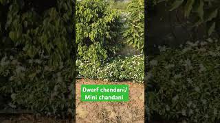 Dwarf Tabernaemontana divaricata छोटी चांदनी का पौधा 9131248428 [upl. by Oralla]