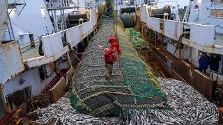 Europeans Fishermen Use Robots to Catch Hundreds of Tons of Fish This Way  Purse seine fishing [upl. by Schubert]