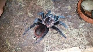 Brachypelma albiceps or Brachypelma Vagans [upl. by Anikas58]