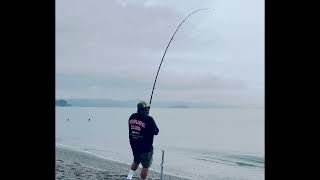 First Kingy while surfcasting From Seatoun Beach Wellington Harbour [upl. by Neu]