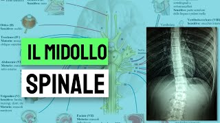 Il midollo spinale [upl. by Carberry]