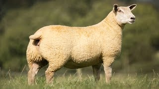 Charollais Sheep  Large WellMuscled [upl. by Trixy]