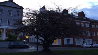 Persian ironwood Parrotia persica  tree  January 2018 [upl. by Ianahs]