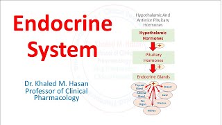 Endocrine System Overview [upl. by Stephi]