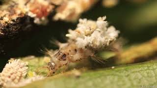 Trash bug lacewing larva dorsal packet loading [upl. by Adnuahsar]