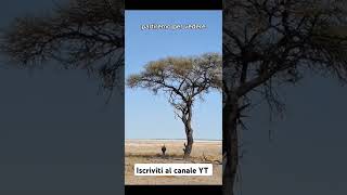 Etosha africa photo photography etoshanationalpark namibia namibianyoutuber shortvideo reel [upl. by Audwin]