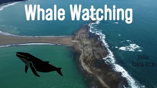 RELAX watching WHALES  UVITA  Costa Rica Drone Video [upl. by Ardolino757]