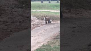 Friendly Fox On The Golf Course [upl. by Breena849]