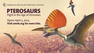 Pterosaurs Flight in the Age of Dinosaurs [upl. by Bobby39]