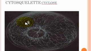 cytologie généralités partie 2 [upl. by Perpetua]