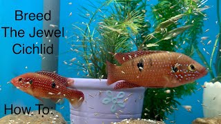 How to Breed the Jewel cichlid [upl. by Lemmueu]