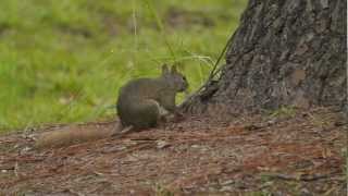 P1230020 20120703 Gray squirrel w red tail quotantingquot [upl. by Oirevas]