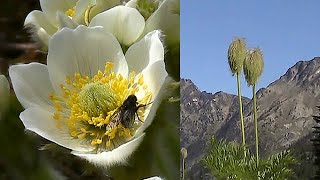 Life Cycle of the Western Pasqueflower  Western Anemone Flowers [upl. by Josy]