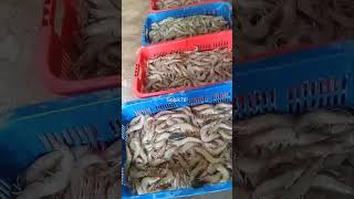 Proses packing udang vanamei digudang tambakudang udang vaname [upl. by Annice]