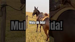 Mulona topada de ligeira🐎❤️👏🏻👏🏻😍🏡🐂🐄🐄🏇🏻🥰🫶 [upl. by Alsi683]