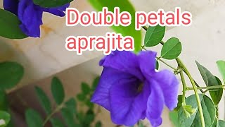 can we grow double petals aprajita from cutting 💜💙propagationrejultgarden [upl. by Stevena]