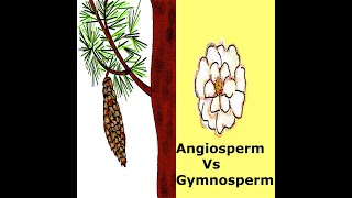 Angiosperms Vs Gymnosperms in Plants  Kidz Learn Applications™ [upl. by Ehcar]