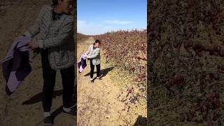 Interesting Harvest Method Chinese Red Dates  Dried Jujube Fruits Farm shorts satisfying [upl. by Nart712]