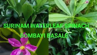 surinam Waterleaf Spinach sambar and health benefits bombayi basale very famous authentic recipe [upl. by Erida110]