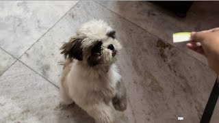 Watch My Dog’s Excitement for Loki 🐶💚  Favorite food [upl. by Nugent]