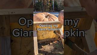 Lighting Cub will be a jackolantern 🎃 giantpumpkin asmr halloween gardening pumpkin plants [upl. by Scholem]