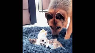 German Shepherd amp Tiny Kittens Occupying Dog Bed ❤️ [upl. by Nicky]