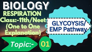 class 11 Glycolysis l glycolysis easy explanation [upl. by Scibert]