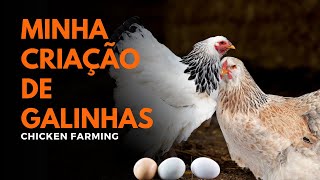 Criando Galinhas no Quintal Guia Rápido e Prático 🐔🌿 [upl. by Bland]