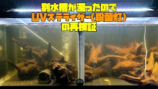 別水槽が濁ったのでUVステライザー殺菌灯の再検証 [upl. by Nettle330]