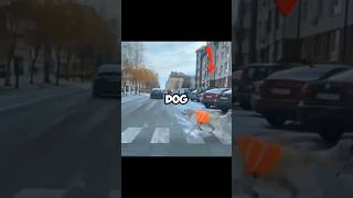 Dog helps the blind man to cross the road petcaremojoshorts dog viralshorts [upl. by Lanni809]