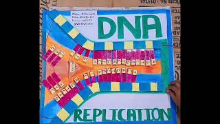 DNA REPLICATION working model  A DNA Replication model ideas for project about DNA Replication [upl. by Pettiford]