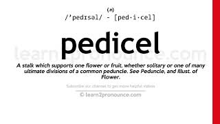 Pronunciation of Pedicel  Definition of Pedicel [upl. by Ariik858]