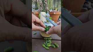 How to propagate Sedum Hernandezii quotgreen turtle eggquot  bikolanahardinera shortvideo succulent [upl. by Mussman]