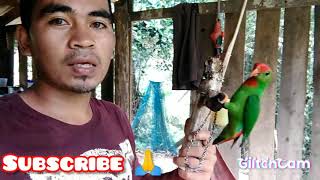 Pangangati nang kulasisi bird catch random vlogs [upl. by Nynahs]