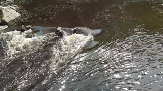 20240509 Lower Falls Aysgarth [upl. by Melville]