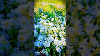 Flower status 4k trending flowers flowerslover shortfeed yourubeshorts viralshort newstatus [upl. by Cicenia]