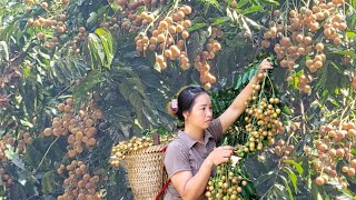 Harvesting Clausena Lansium Goes To Sell And Buy Chairs [upl. by Lachance]