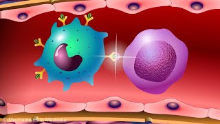 Vaccines and the Immune Response How Vaccines Work [upl. by Okoy]